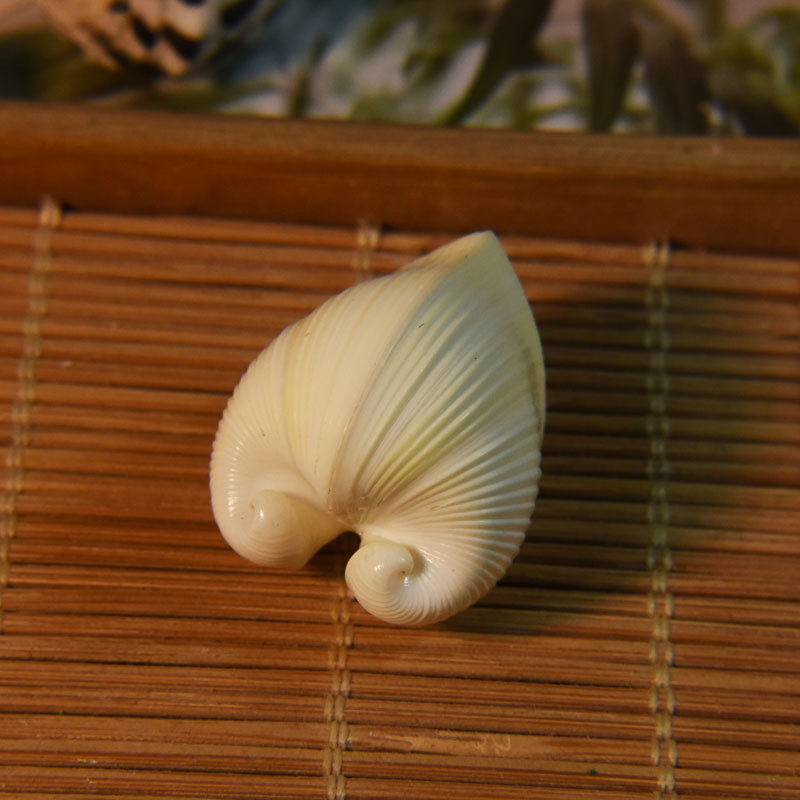 Marine Aquarium & Regional Centre Reviews - Concha de cardio cardissa natural-concha em