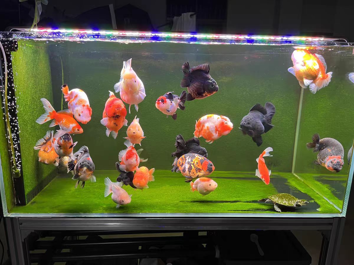 Luz de Aquário com Lente Óptic - Aquarium Marine Clearwater avaliação e preço